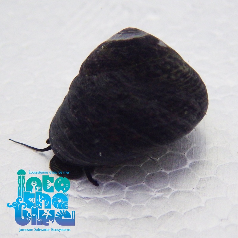 Turban Snail