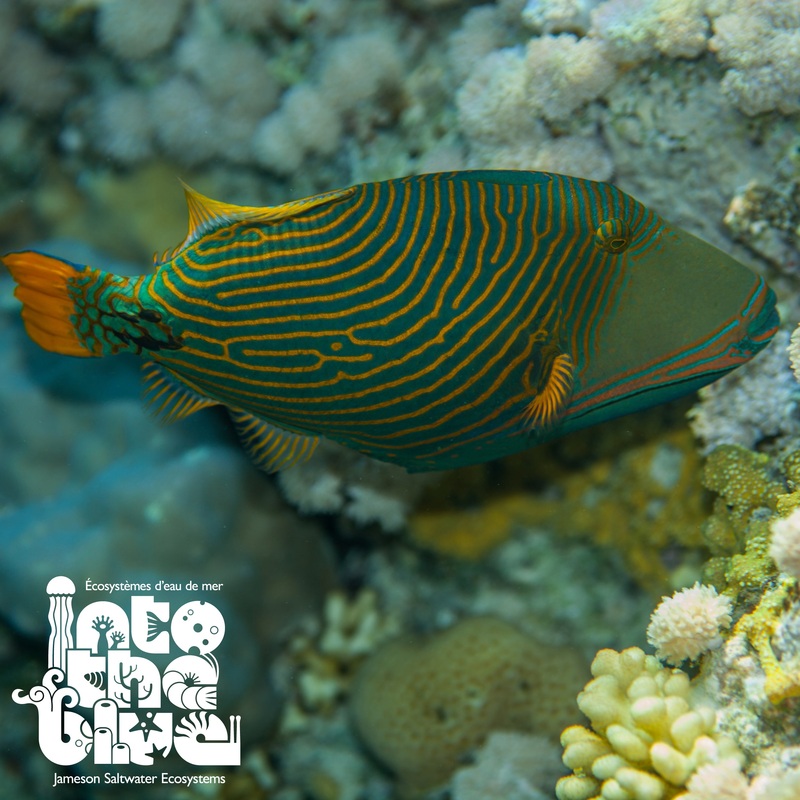 Undulated Triggerfish