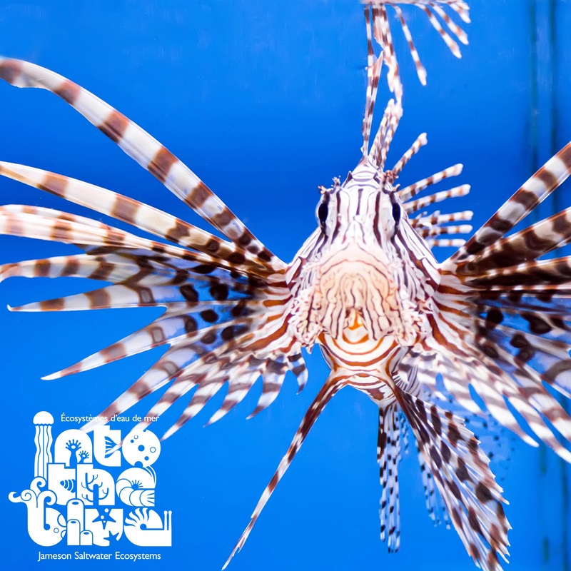 Volitan Lionfish (XL)