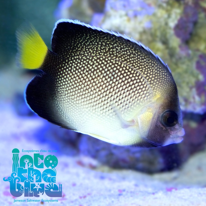 Xanthurus Cream Angelfish