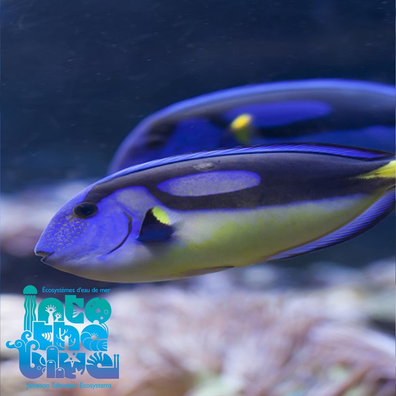 Yellow Belly Blue Hippo Tang