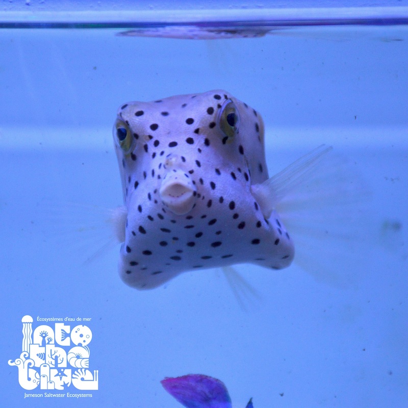 Yellow Boxfish