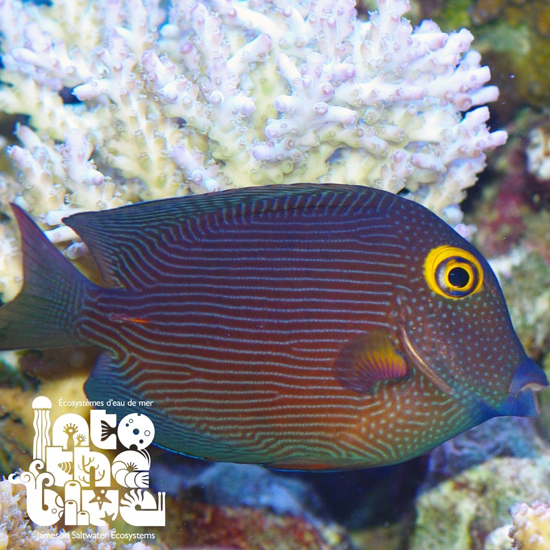 Yellow Eye Kole Tang