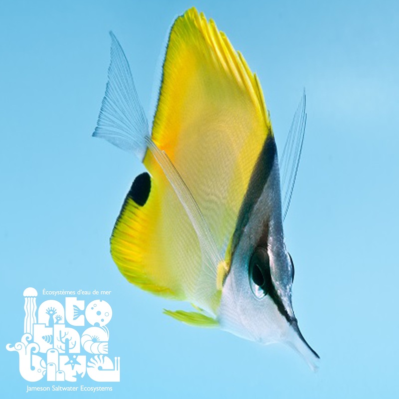 Yellow Longnose Butterflyfish