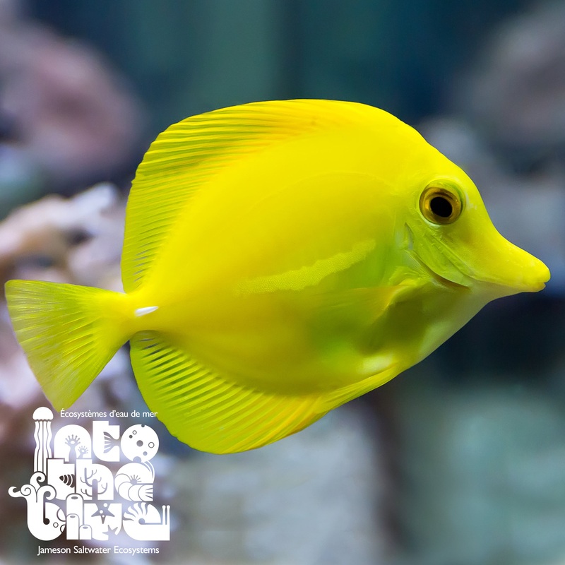 Yellow Tang