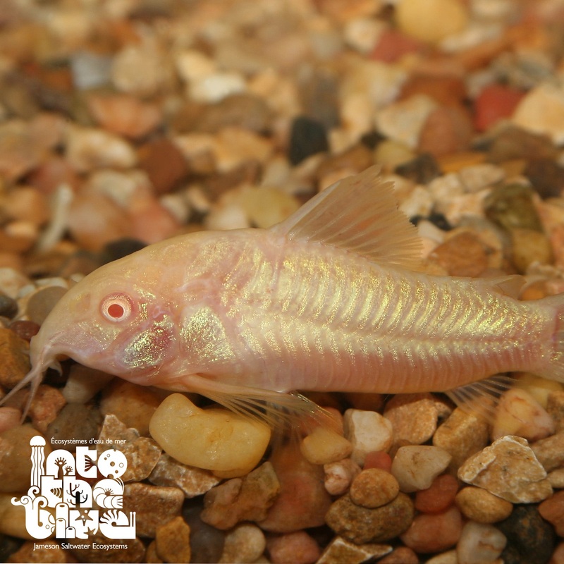 Albino Aeneus Cory Cat