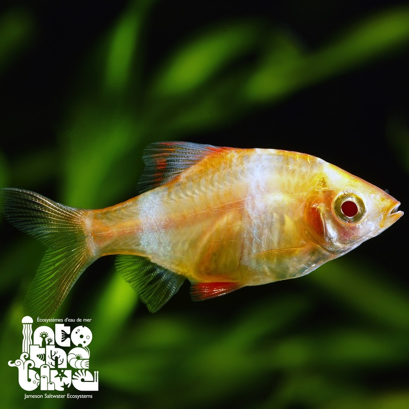 Albino Tiger Barb
