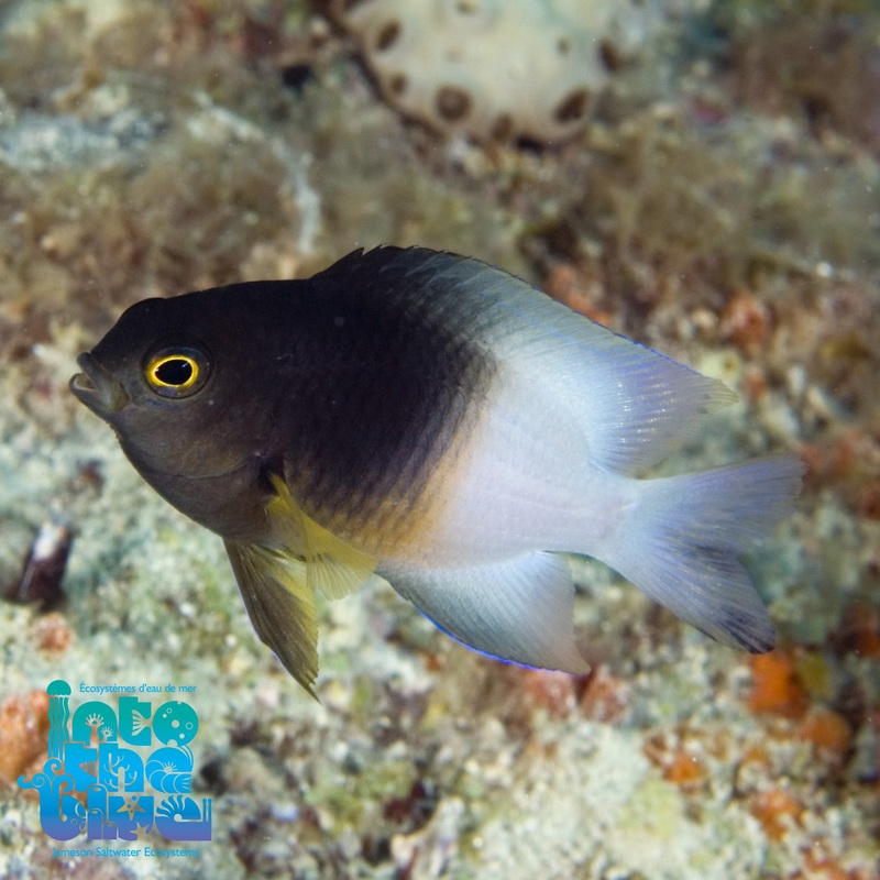 Bicolour Damsel