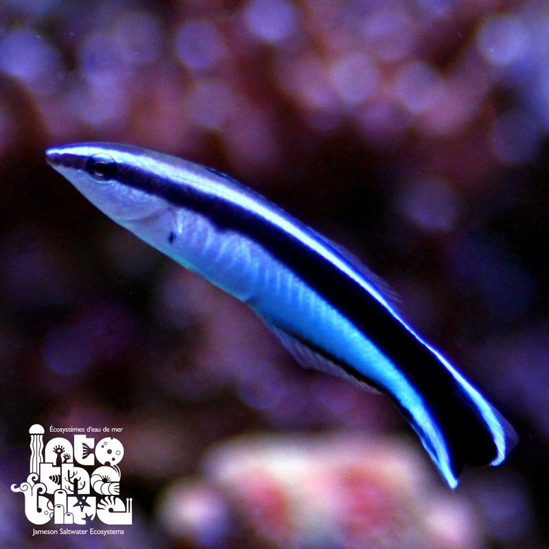 Bluestreak Cleaner Wrasse
