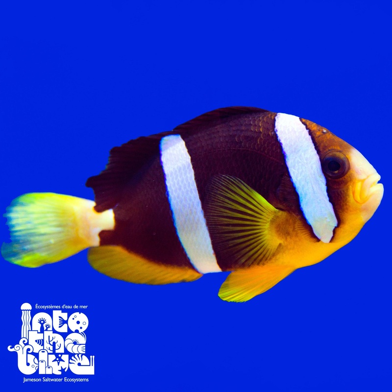 Clarkii Clownfish