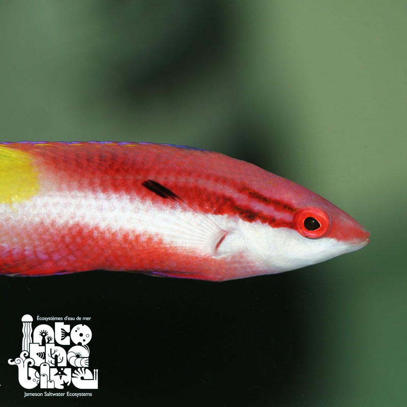 Cuban Hogfish