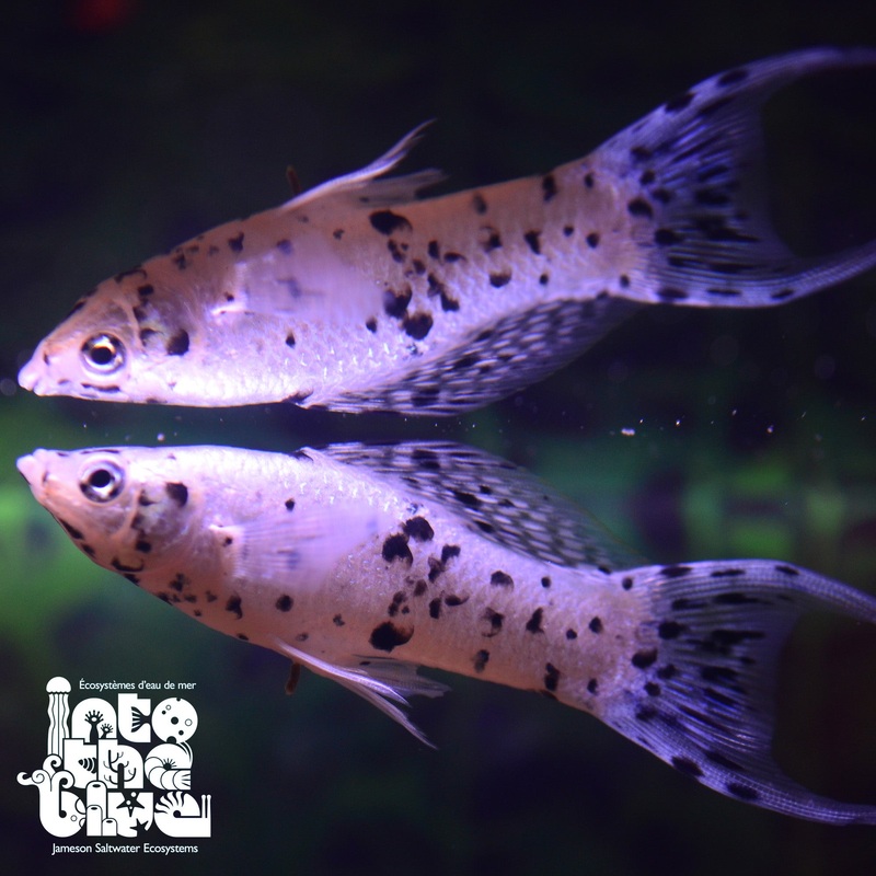 Dalmatian Lyretail Molly