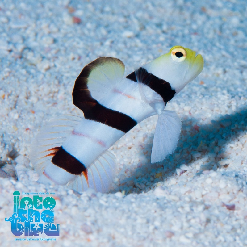 Dracula Goby