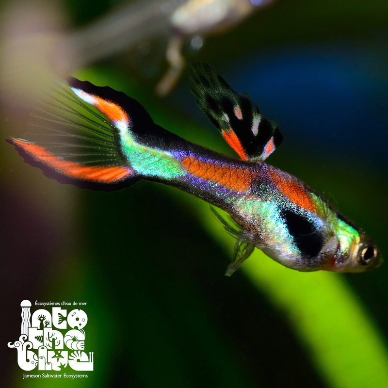Endlers Livebearers