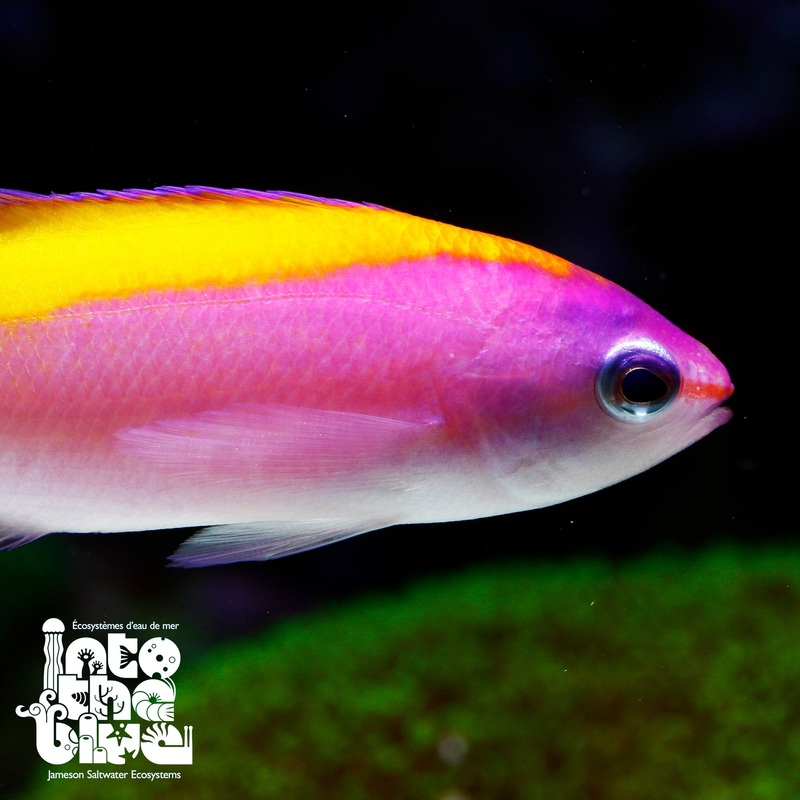 Evansi Anthias