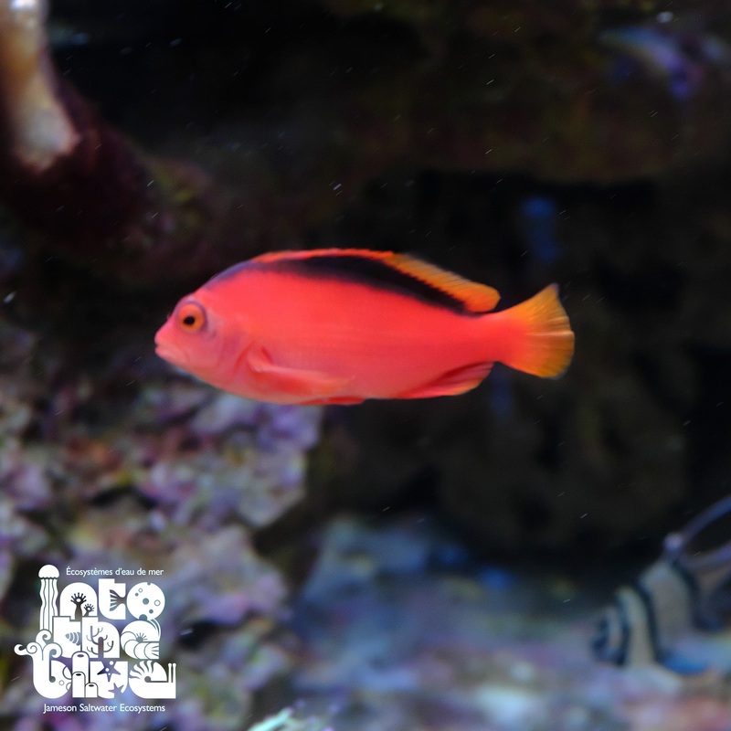 Flame Hawkfish