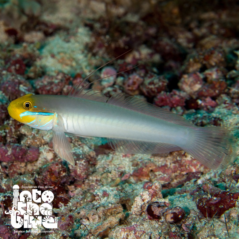 Golden Head Sleeper Goby