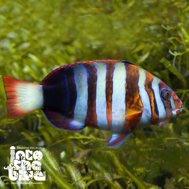 Harlequin Tusk (Aus.)