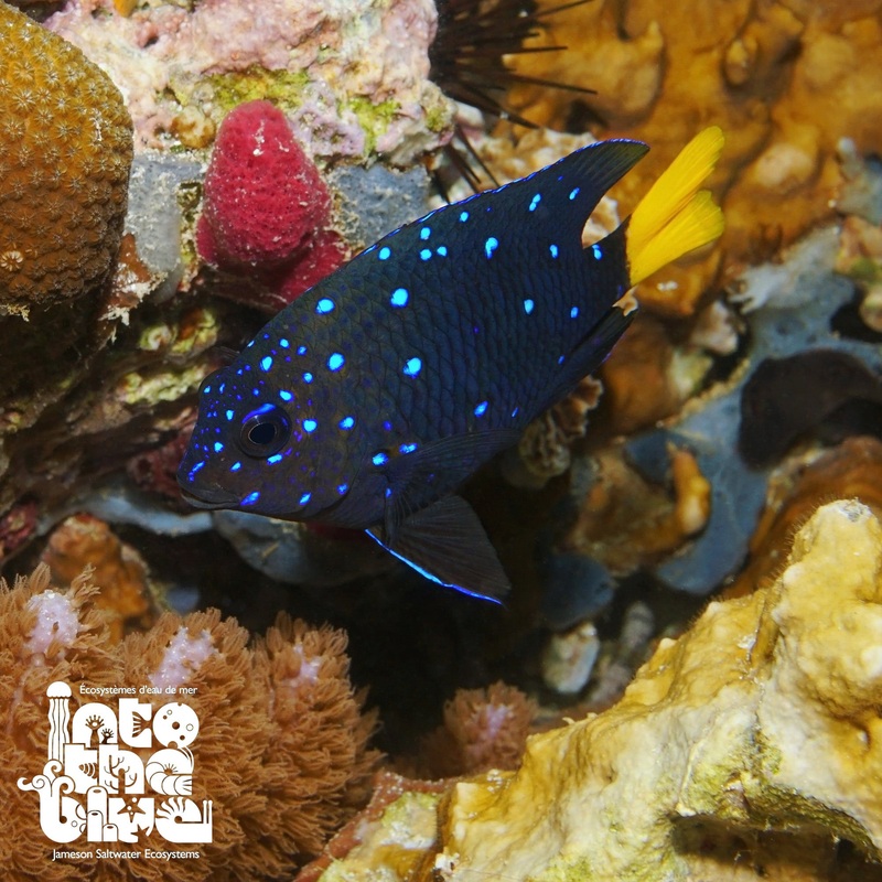 Jewel Damsel