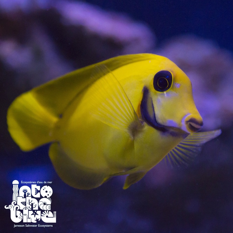Mimic Lemonpeel Tang | Chocolate Tang