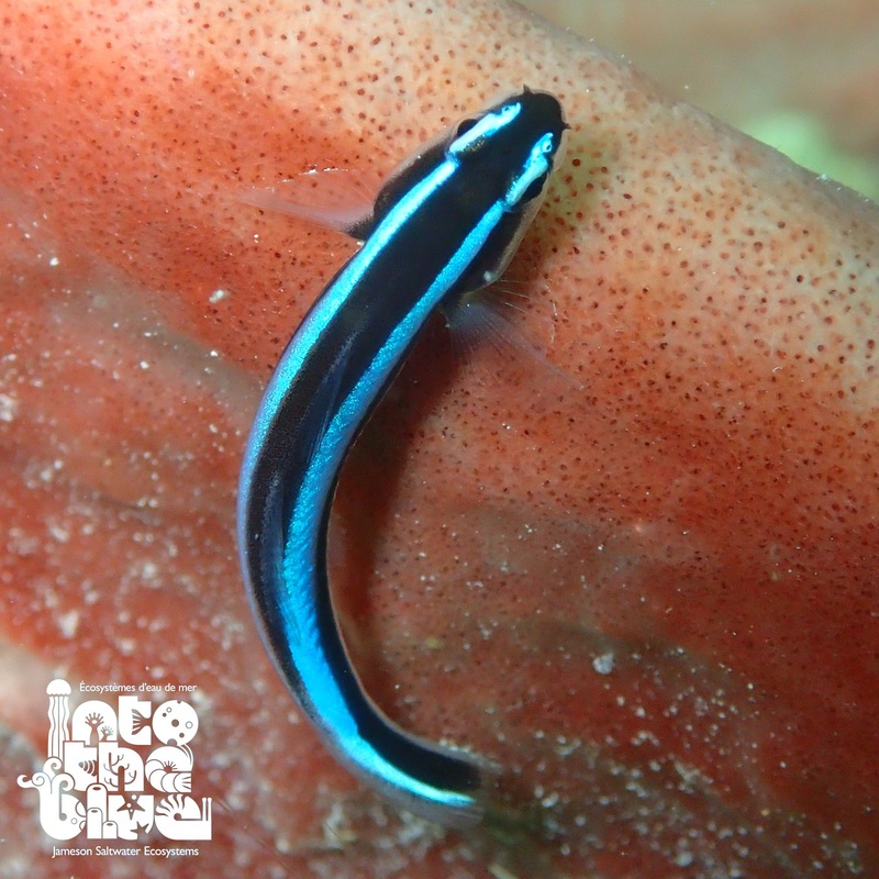 Neon Goby