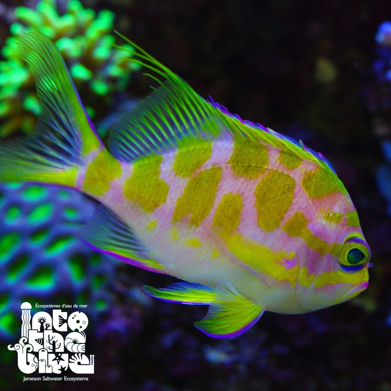 Orange Spot Blenny