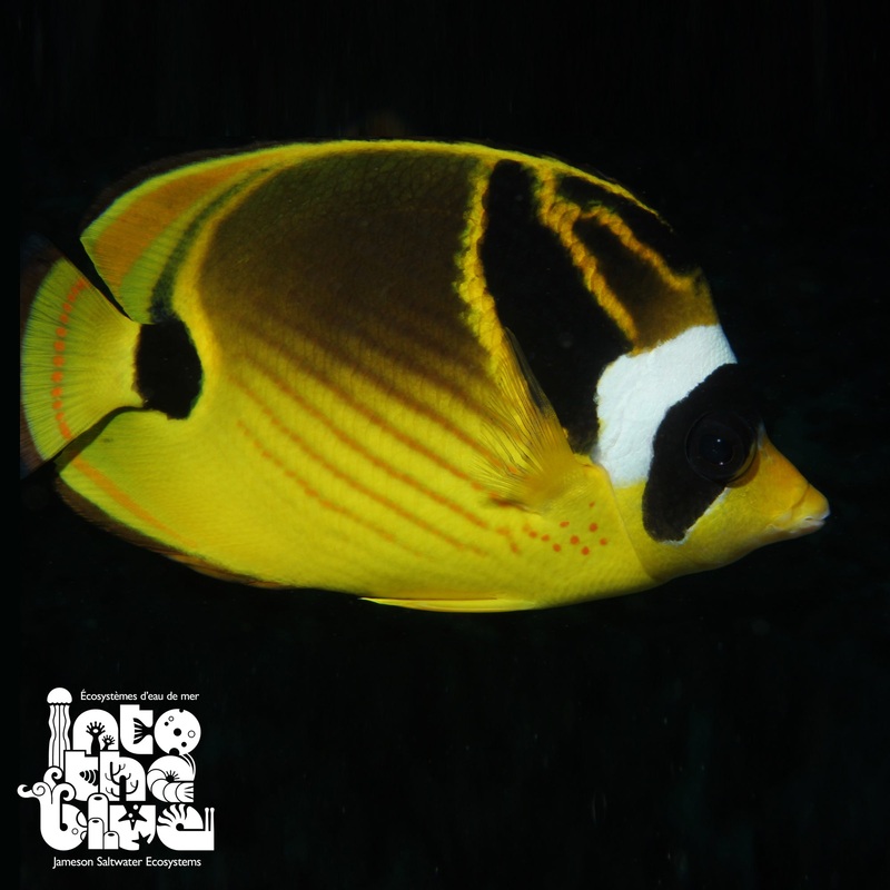 Raccoon Butterflyfish