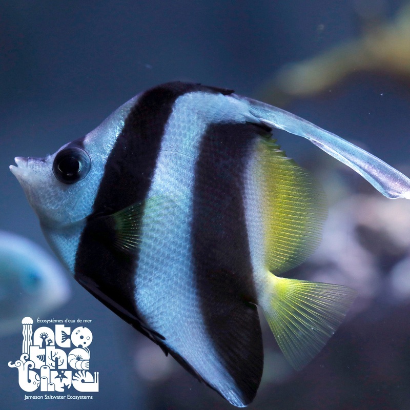 Red Sea Heniochus