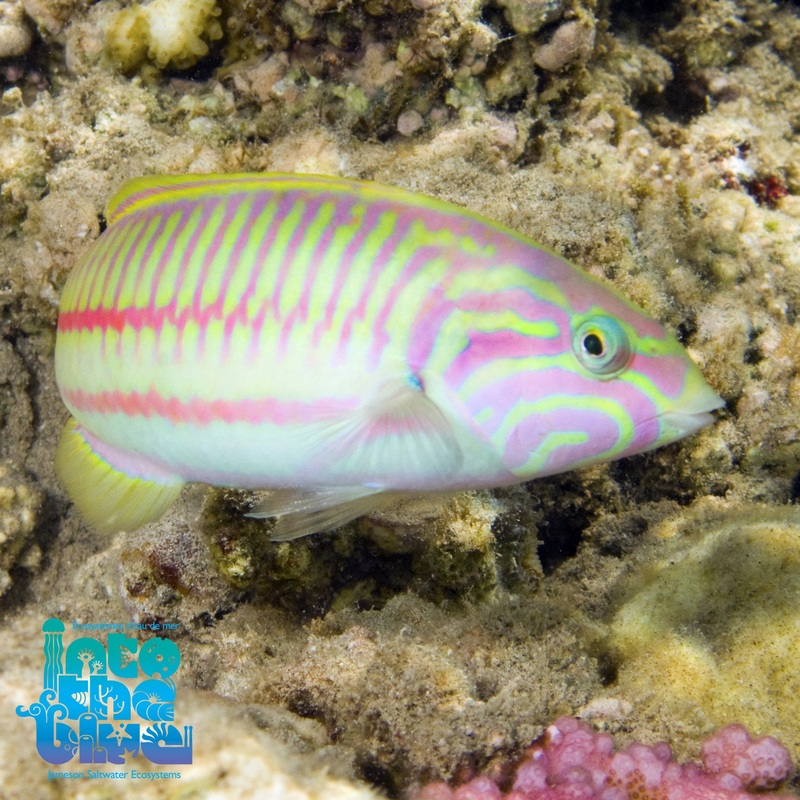 Red Xmas Wrasse