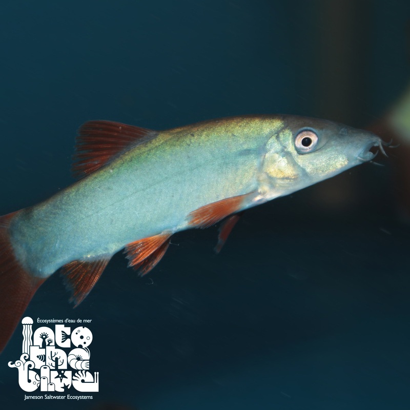 Redtail Botia Loach