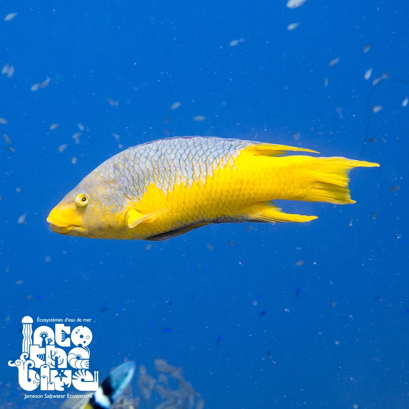 Spanish Hogfish