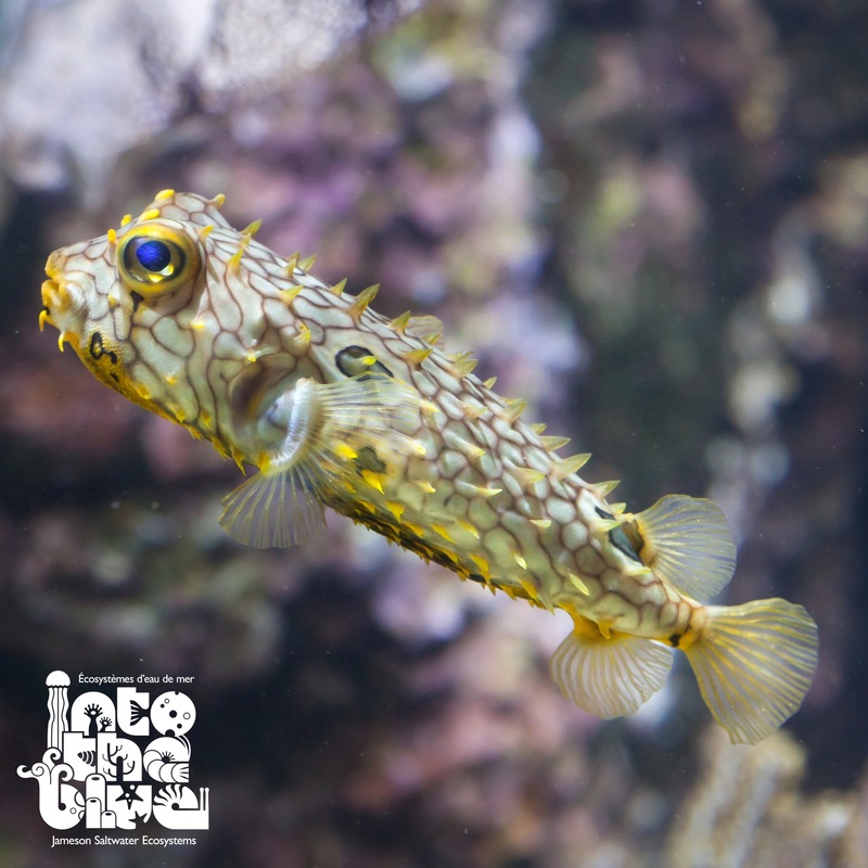 Spiny Box Puffer