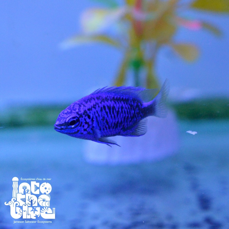 Springeri Damsel