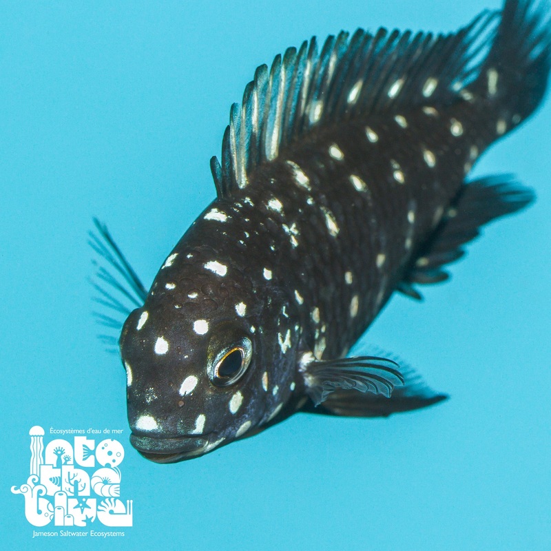 Tropheus Duboisi Cichlid