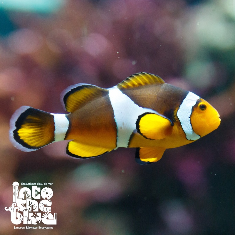 True Percula Clownfish