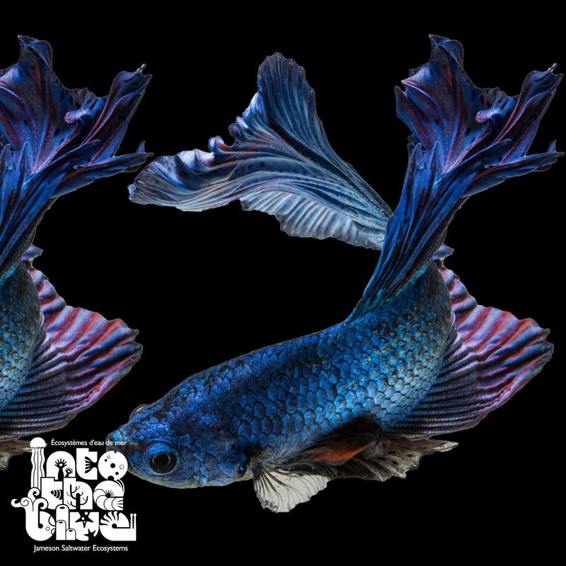 Twintail Betta