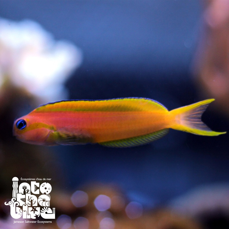 Yellow Midas Blenny