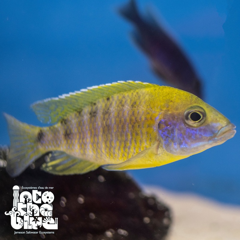 Yellow Peacock Cichlid