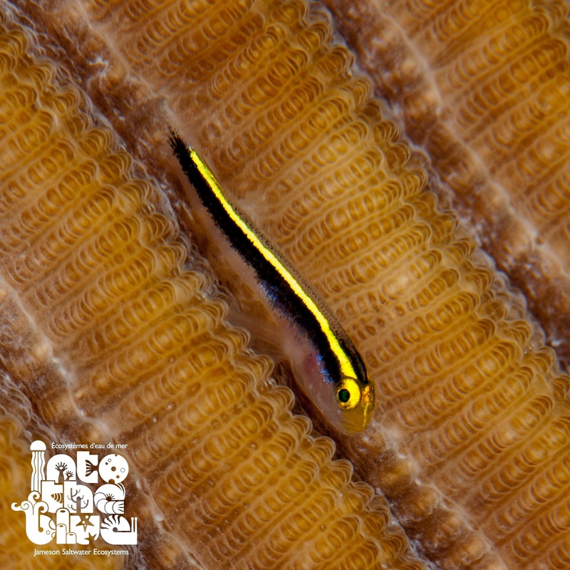 Yellowline Goby