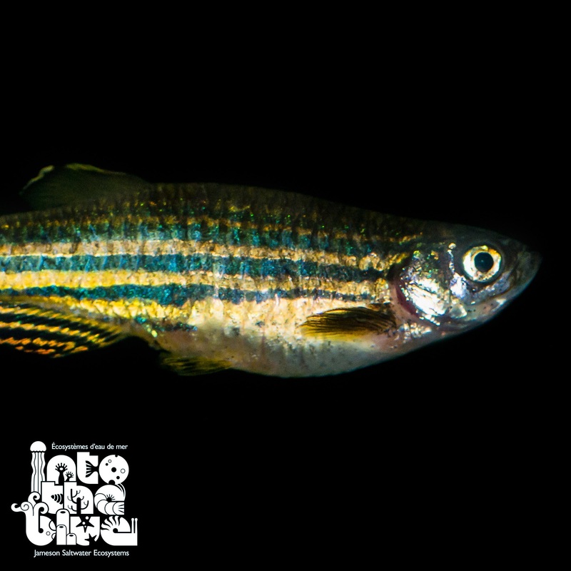 Zebra Danio
