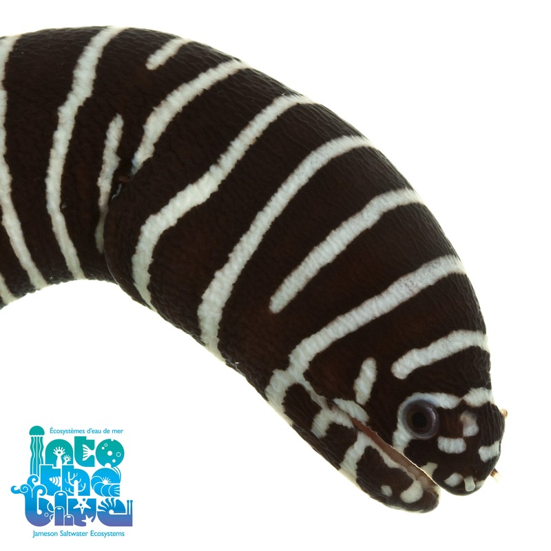 Zebra Eel