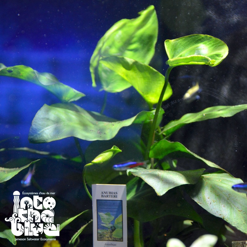 Anubias
