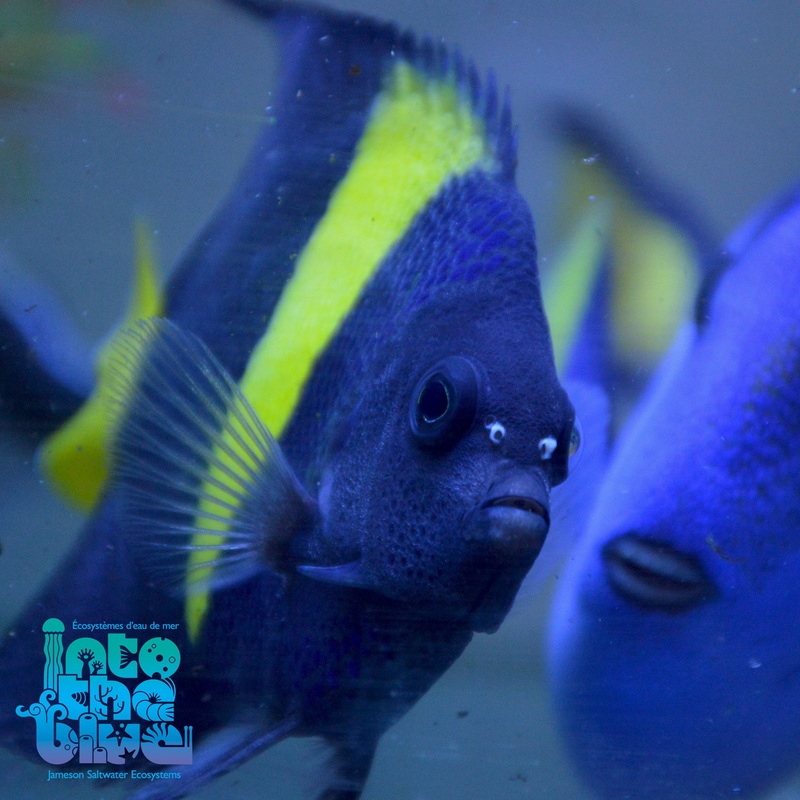 Asfur Angelfish