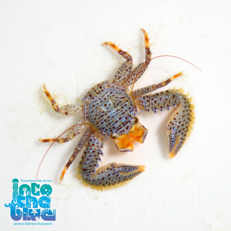 Blue Porcelain Crab