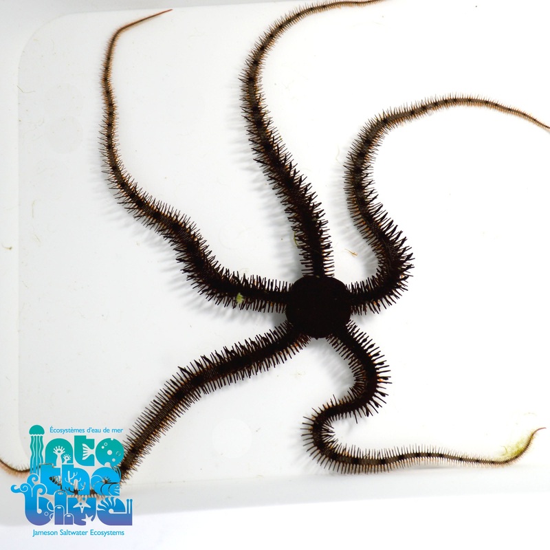 Brittle Seastar