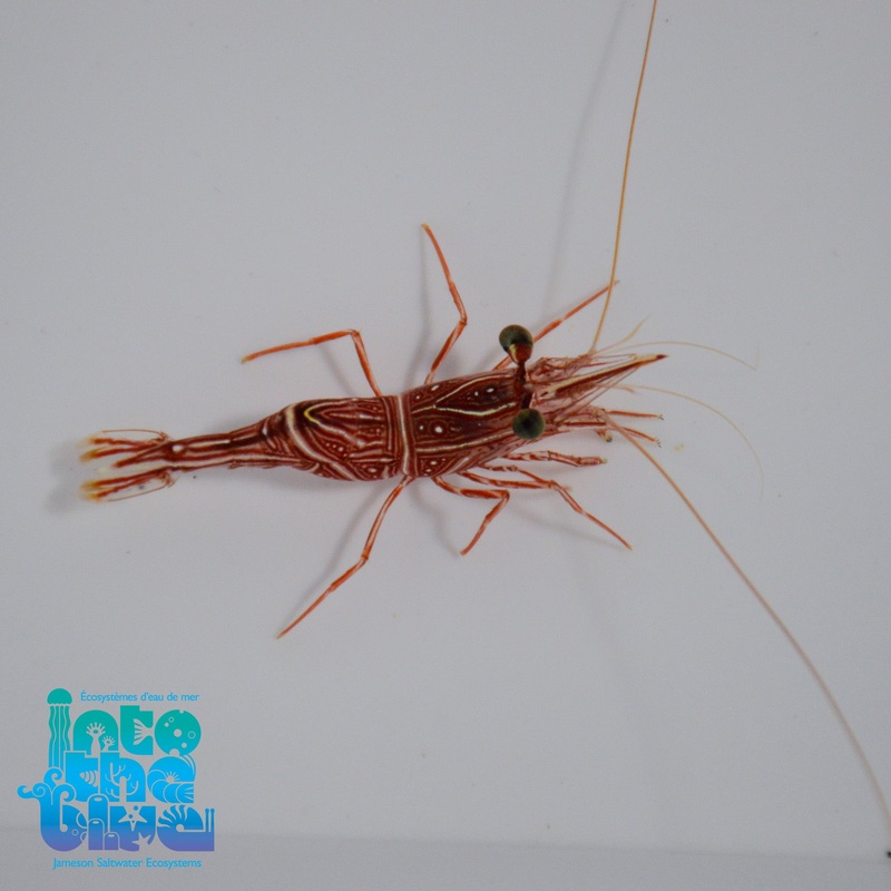 Camel Shrimp