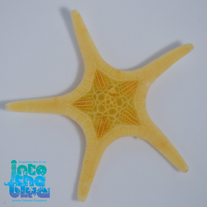 Double Seastar