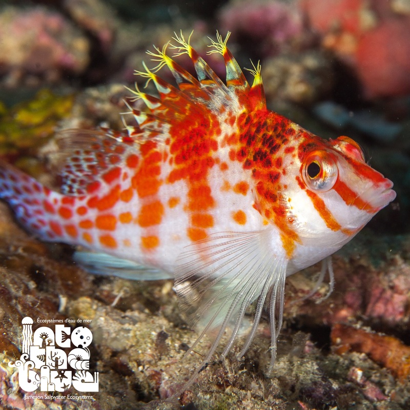 Falco Hawkfish