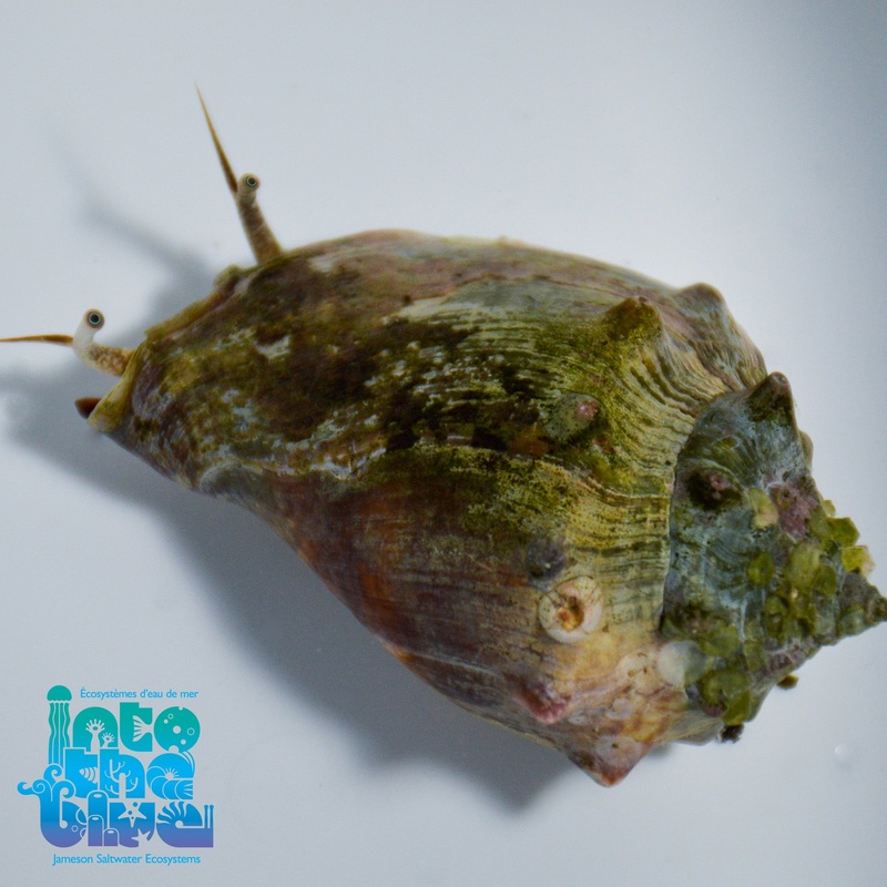 Fighting Conch