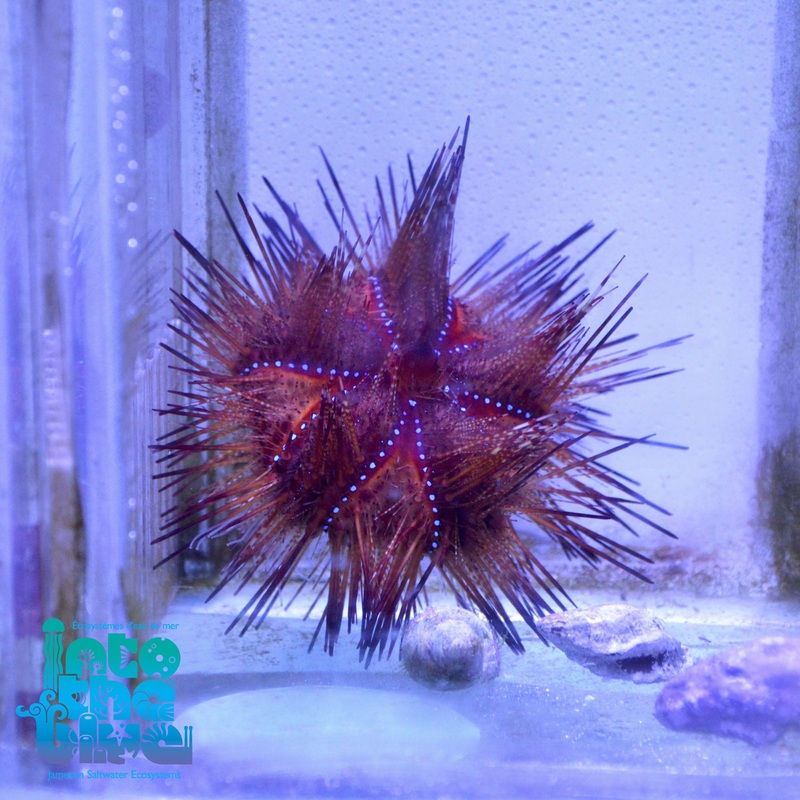 Fire Urchin
